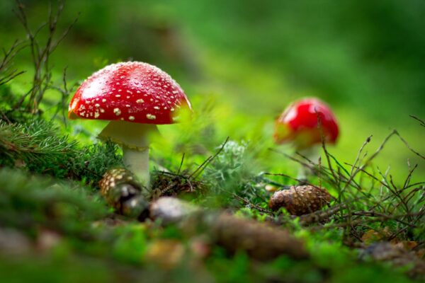 Red-capped Amanita muscaria mushroom with white spots, growing on forest floor